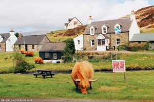 Highland-cows-Scozia-mucche-delle-highland